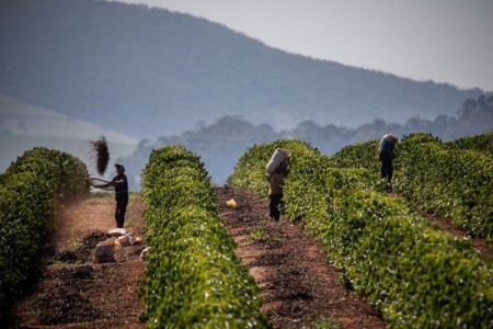 culture café brésil